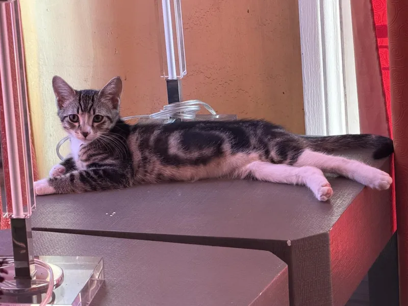 A baby small-sized male Brown / Chocolate Domestic Short Hair cat named Nebula for adoption in La Jolla, CA