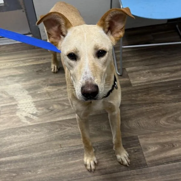 An adult medium-sized male Shepherd dog named Handsome Squirward for adoption in San Diego, CA