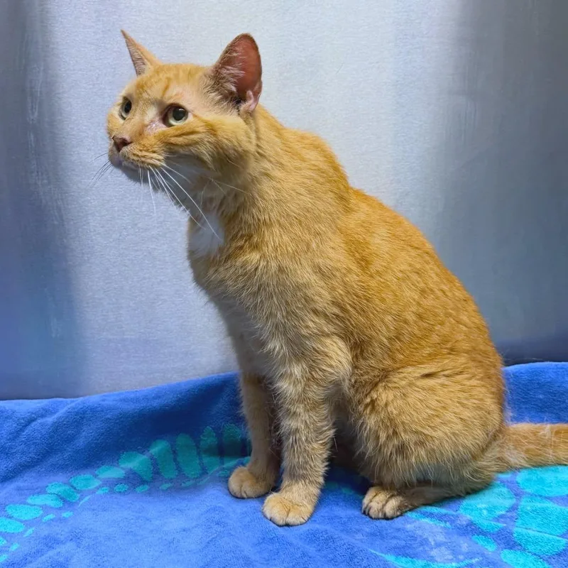A senior large-sized female Orange / Red Domestic Short Hair cat named Snookie for adoption in Providence, RI