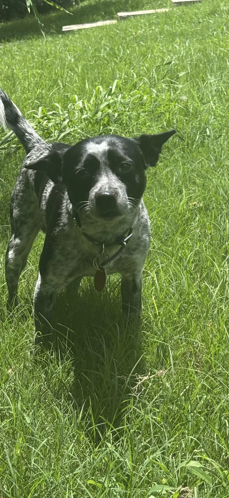 An adult small-sized male Australian Cattle Dog / Blue Heeler dog named Buccee for adoption in Dallas, TX