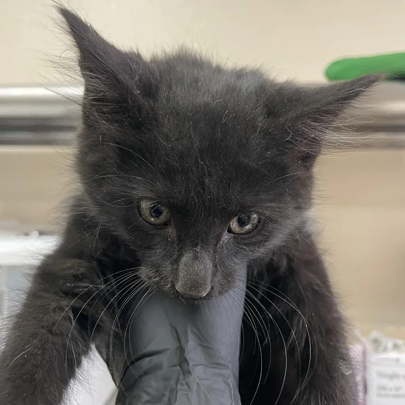 A baby small-sized male Black Domestic Medium Hair cat named Palisades for adoption in Reno, NV