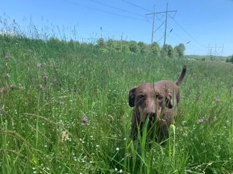 An adult medium-sized female Brown / Chocolate Catahoula Leopard Dog dog named Nahla  ME for adoption in Warren, ME