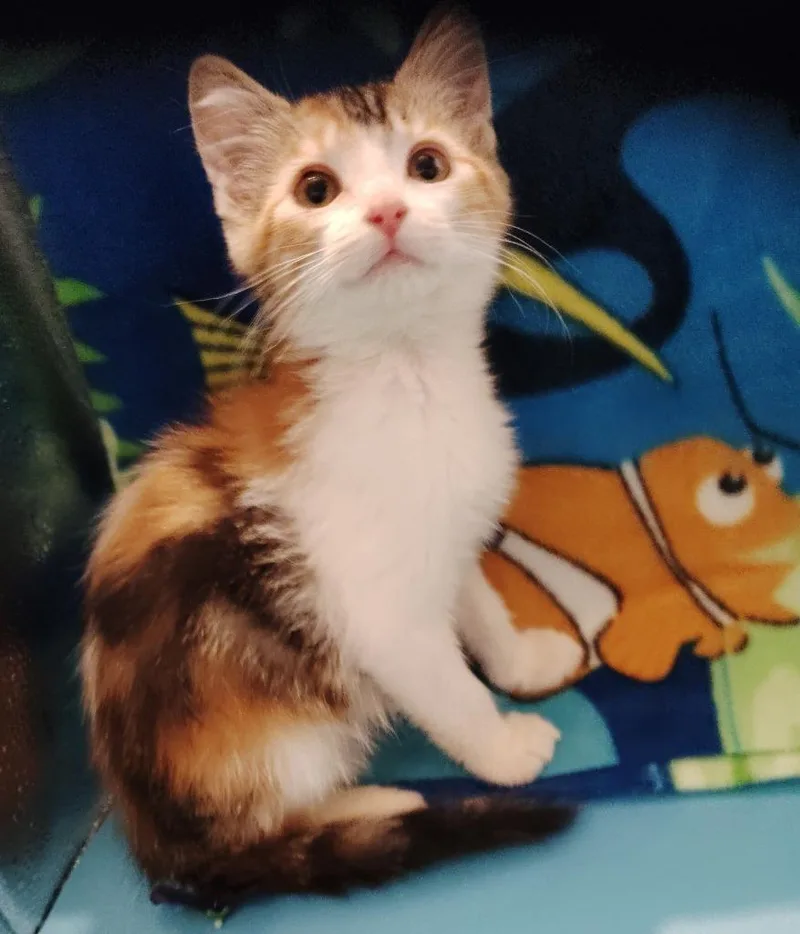 A baby small-sized female Calico cat named Kensie for adoption in San Jacinto, CA
