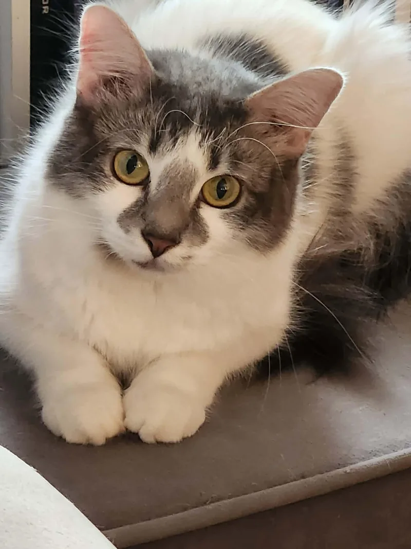 An adult medium-sized female Domestic Medium Hair cat named Clover for adoption in Price, UT