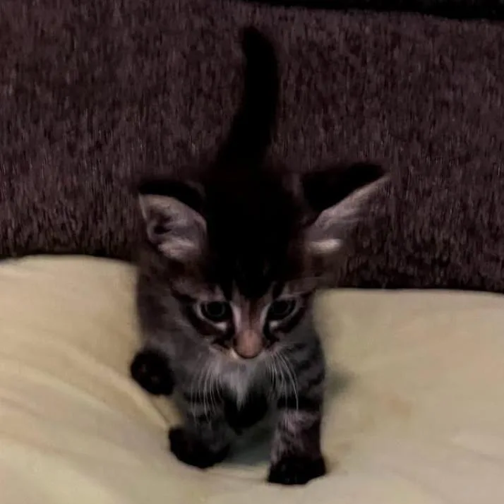 A baby small-sized female Brown / Chocolate Domestic Short Hair cat named Reeces for adoption in League City, TX