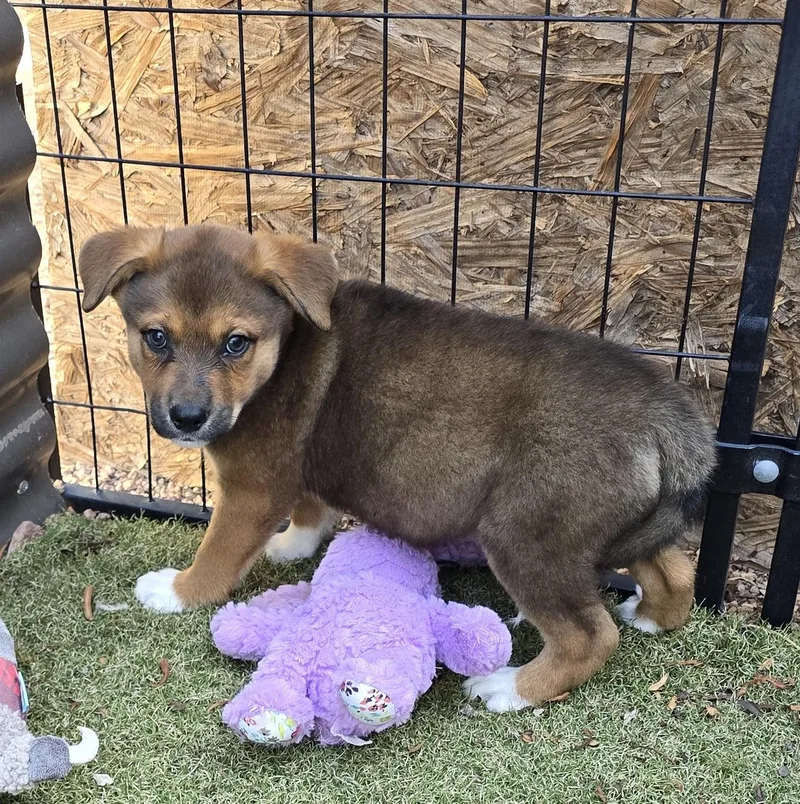 Marmalade