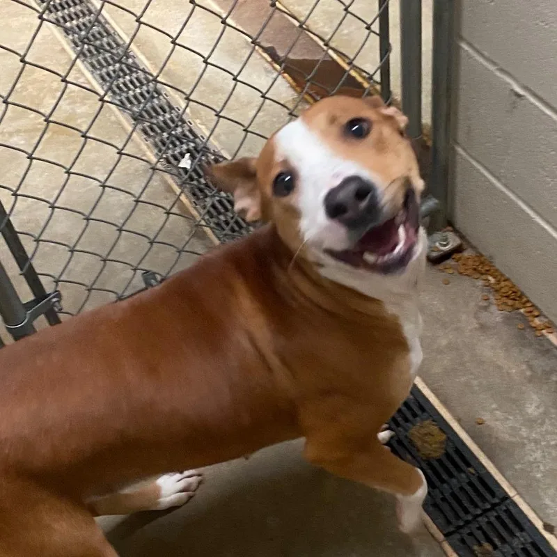 Ziggy  U thumbnail 2