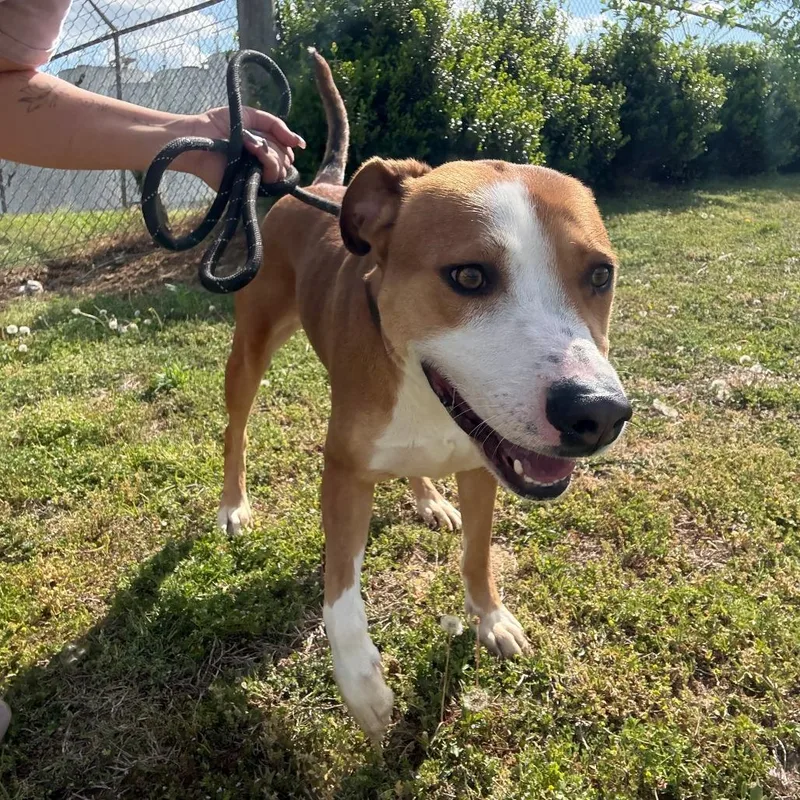 Ziggy  U thumbnail 3