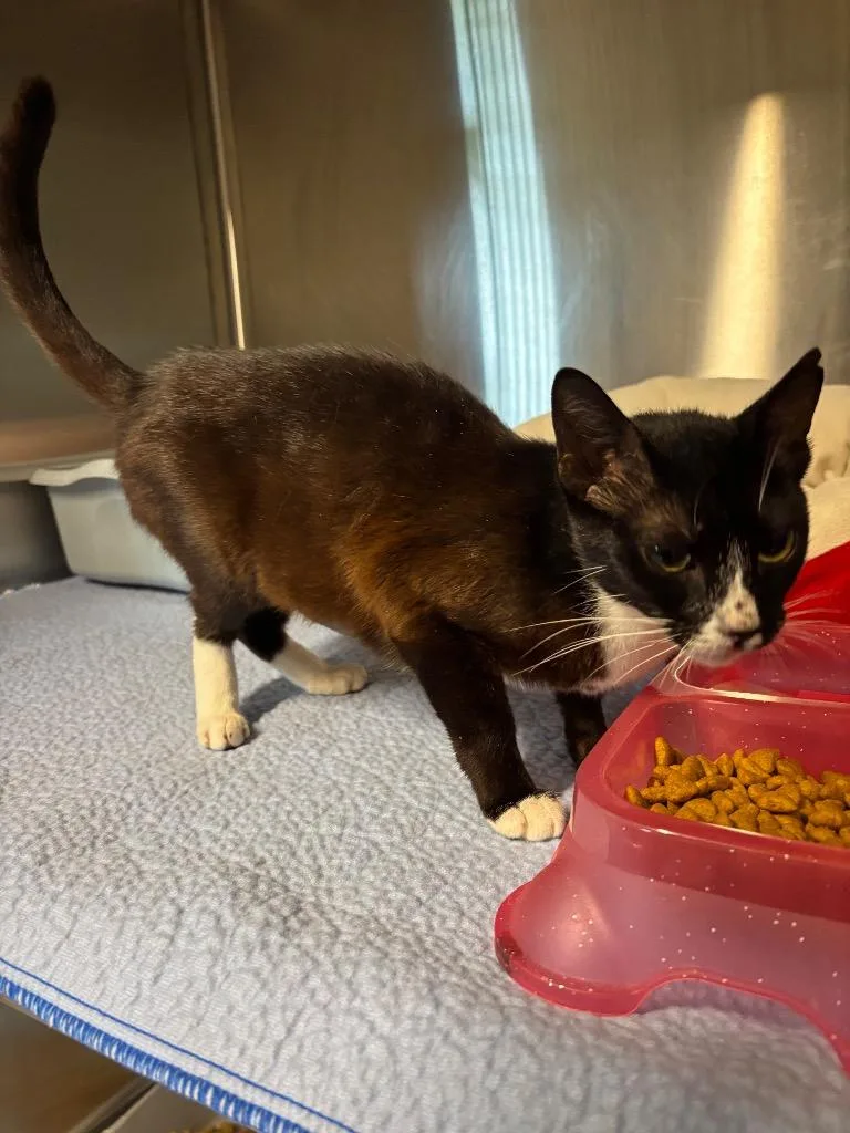 A young large-sized female Domestic Short Hair cat named Crouton for adoption in Metter, GA
