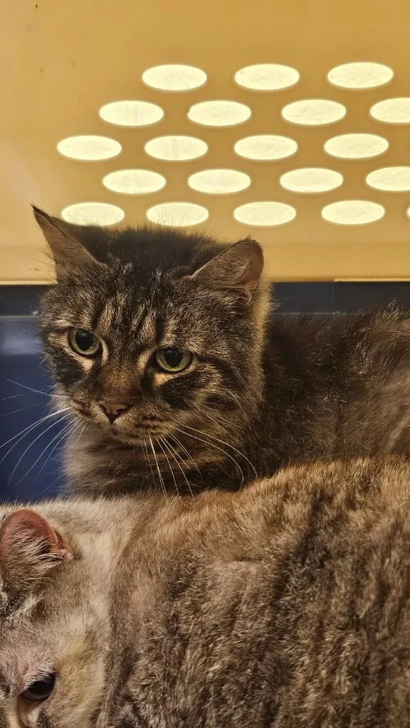A senior medium-sized female Domestic Short Hair cat named Kiki for adoption in Crossville, TN