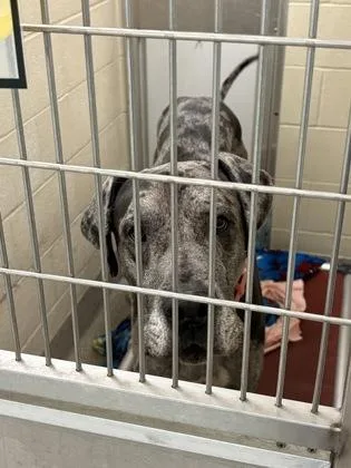 An adult extra large-sized male Great Dane dog named Rockie for adoption in Fishers, IN