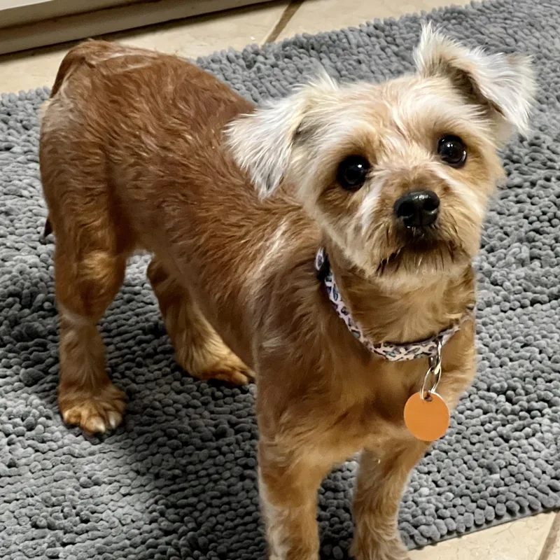 A young small-sized female Yorkshire Terrier dog named Rosie for adoption in High Point, NC