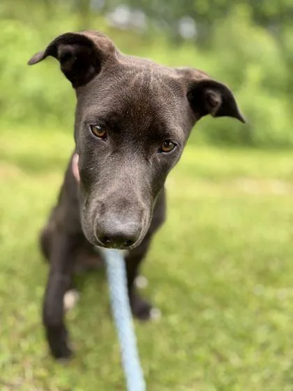 A baby medium-sized female Black Mixed Breed dog named Bertha for adoption in Fernandina Beach, FL