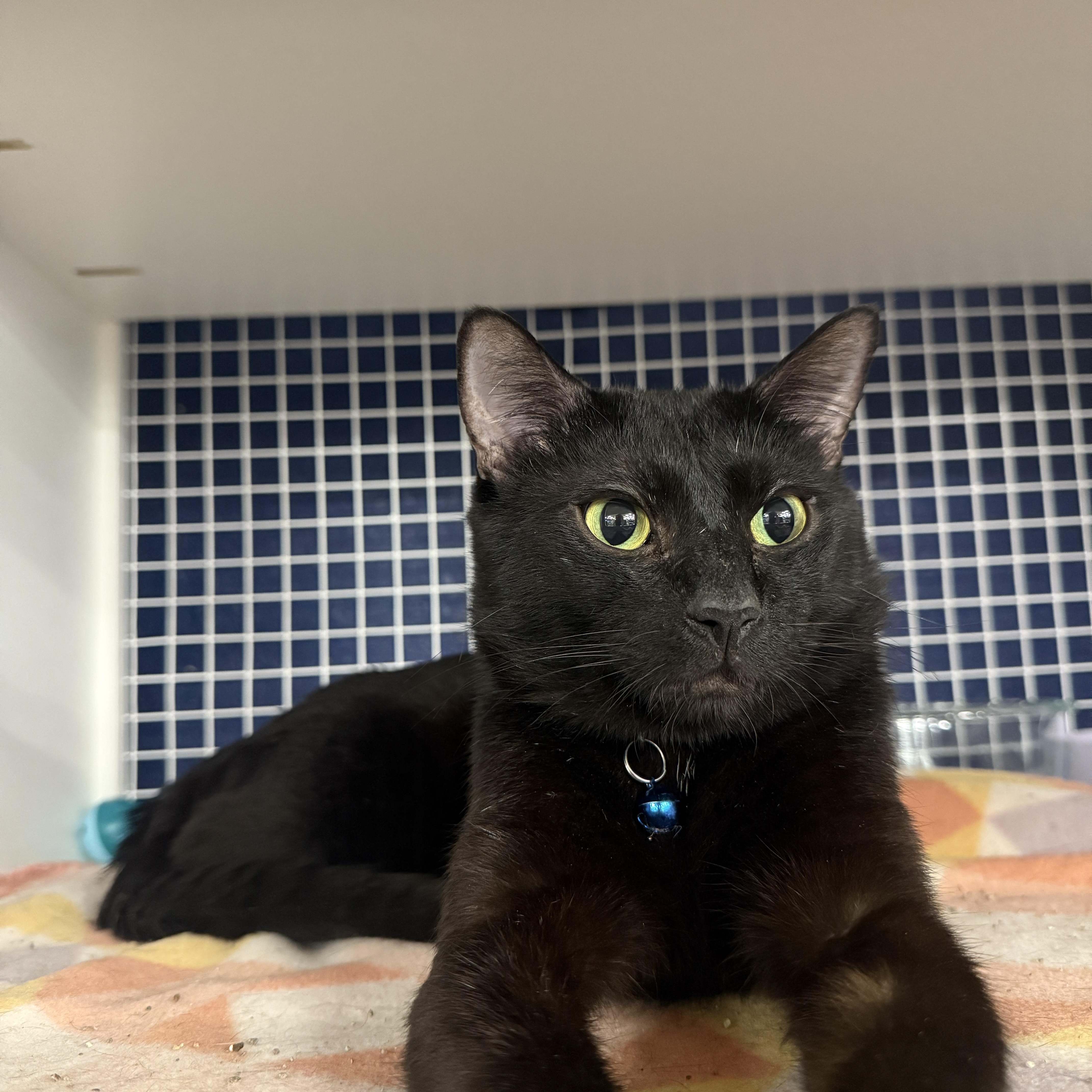 An adult large-sized male Black Domestic Short Hair cat named Sidney for adoption in Oceanside, CA