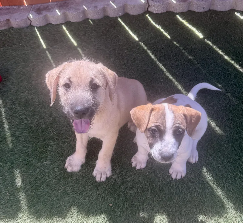 A baby medium-sized male Terrier dog named Gideon for adoption in El Cajon, CA