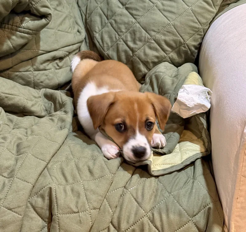 A baby medium-sized female Brown / Chocolate Hound dog named Coco for adoption in Fairfax, VA
