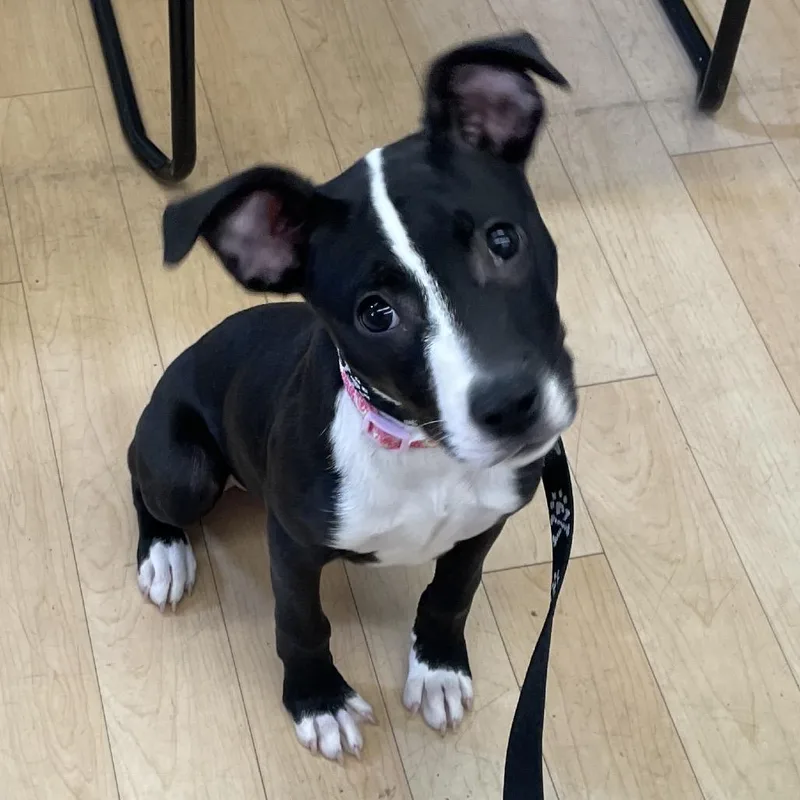 Pepper thumbnail 2