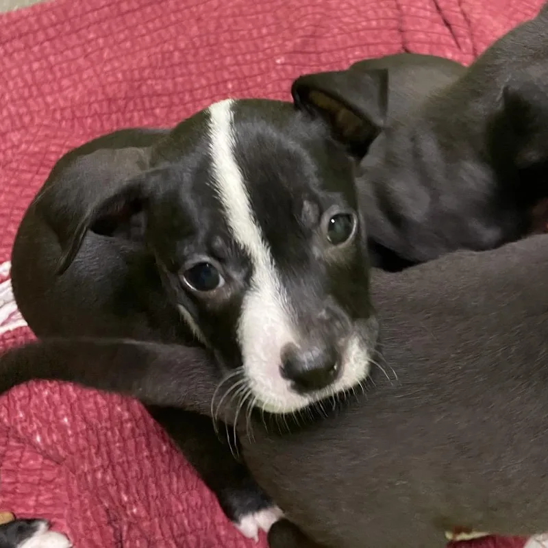 Pepper thumbnail 3