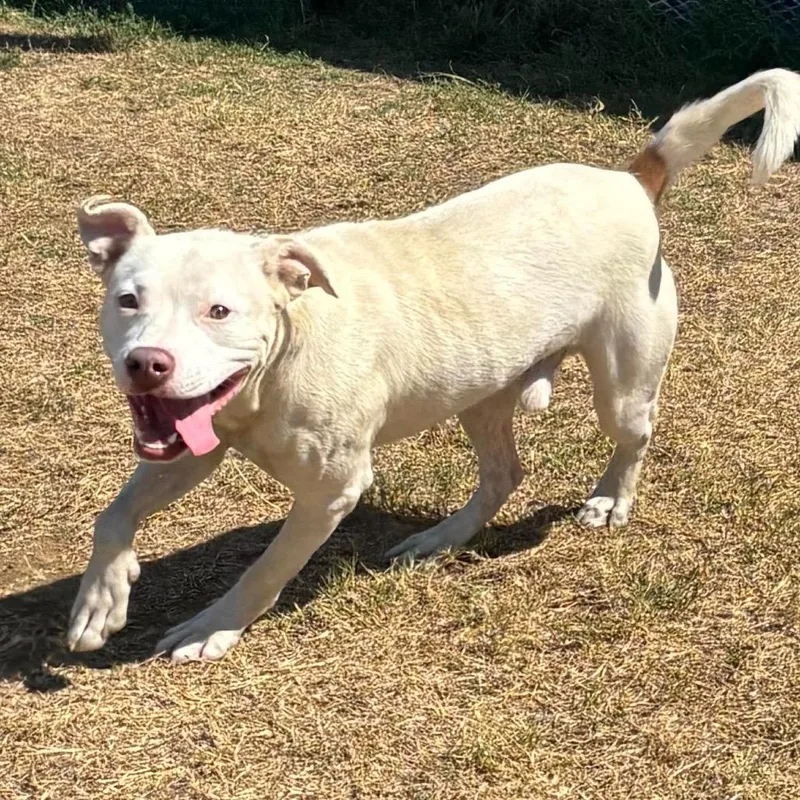 A young medium-sized male American Bully dog named Tasco for adoption in Hackett, AR