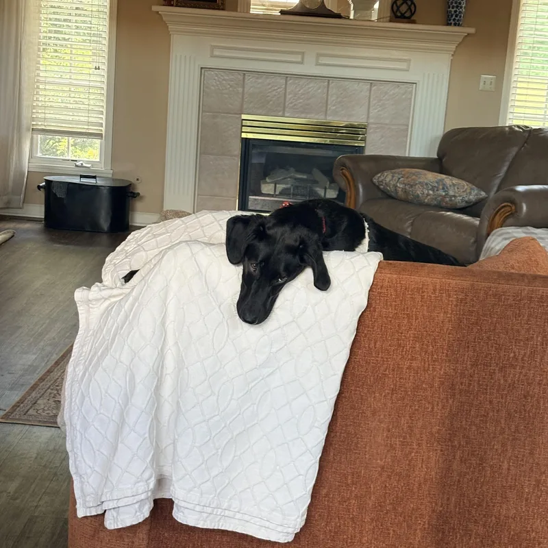A baby large-sized male Black Labrador Retriever dog named Teddy for adoption in Indianapolis, IN