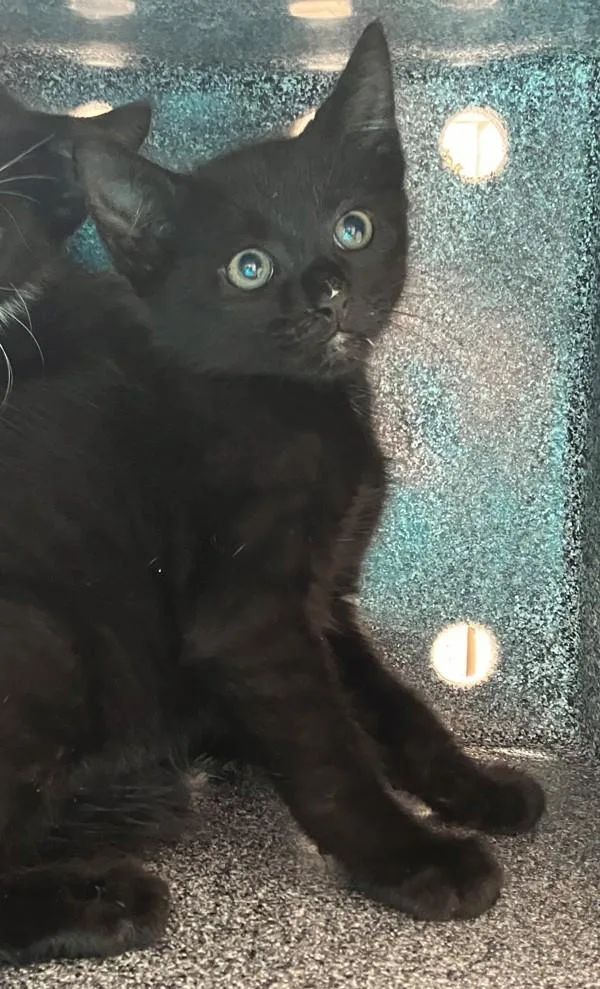 A baby small-sized male Domestic Short Hair cat named Papaya for adoption in Staten Island, NY