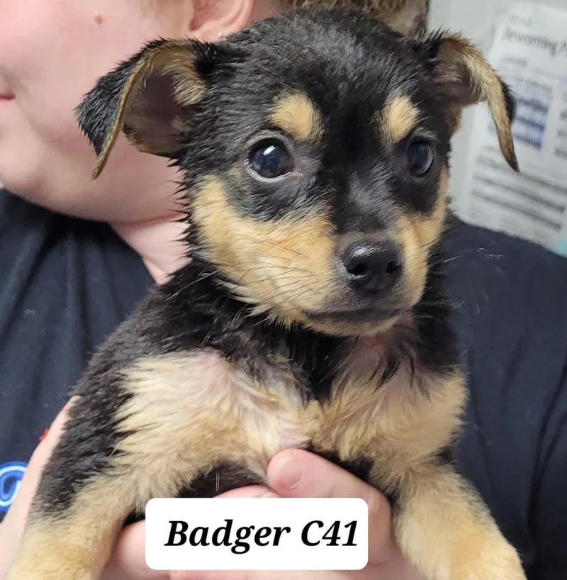 A baby small-sized male Black Chihuahua dog named Badger for adoption in Morganton, NC