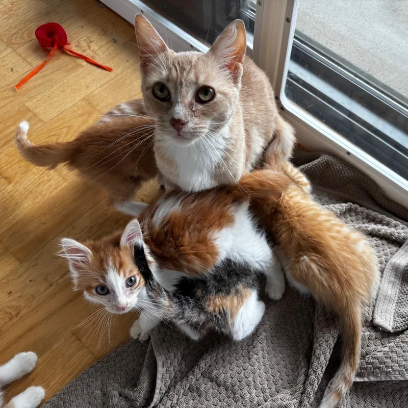 An adult medium-sized female Buff / Tan / Fawn Domestic Short Hair cat named Sleep for adoption in Evanston, IL