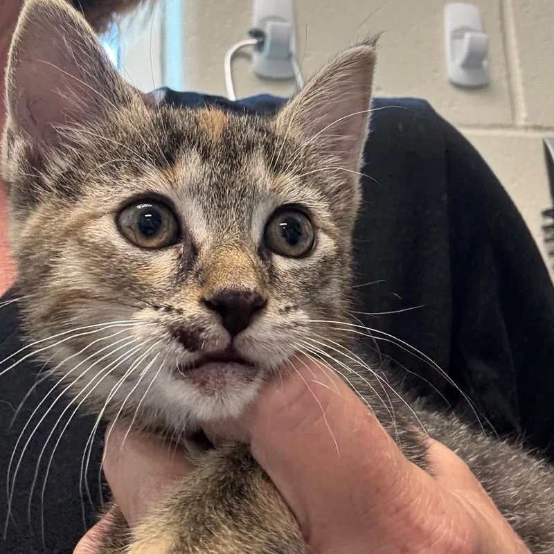 A baby small-sized female Torbie Domestic Short Hair cat named Calliope for adoption in Council Bluffs, IA