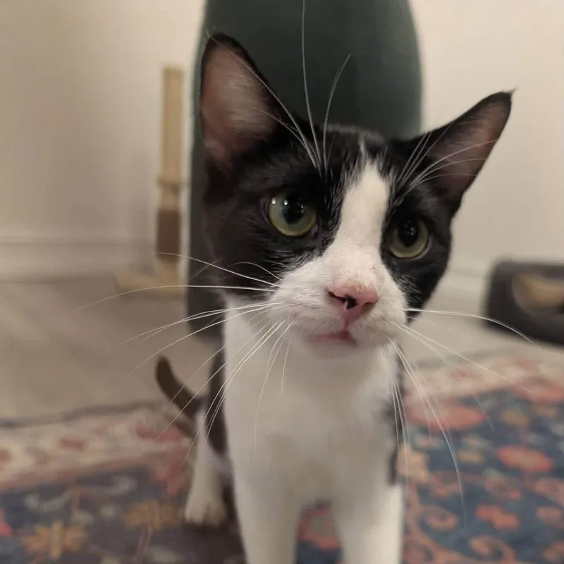 A young medium-sized male Black & White / Tuxedo Domestic Short Hair cat named Figgy for adoption in Palm Harbor, FL