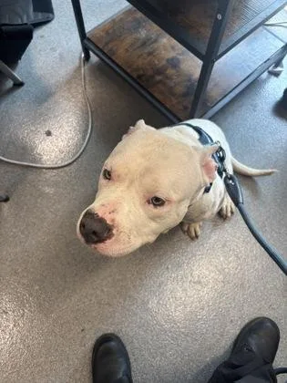 An adult medium-sized male Mixed Breed dog named Garth for adoption in West Chester, PA