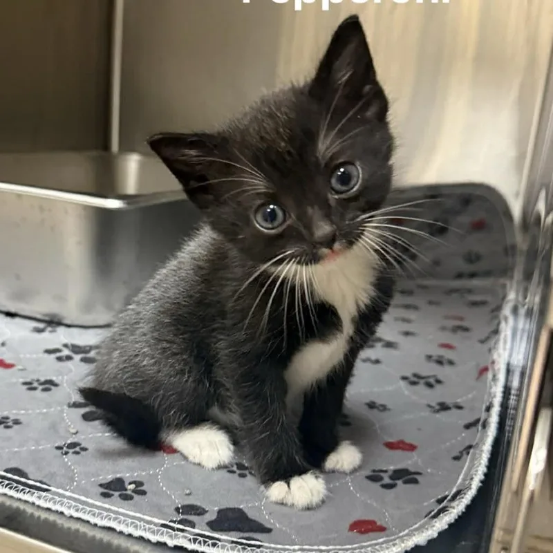 A baby small-sized male Black Domestic Short Hair cat named Pepperoni for adoption in Caryville, TN