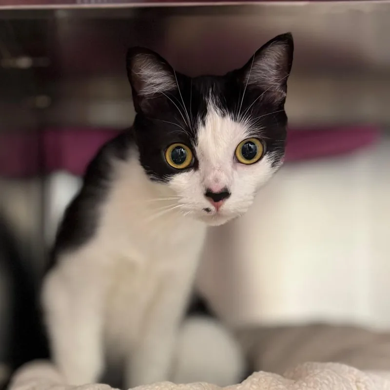 A young medium-sized female Black Domestic Short Hair cat named Fleur for adoption in Nashville, IN