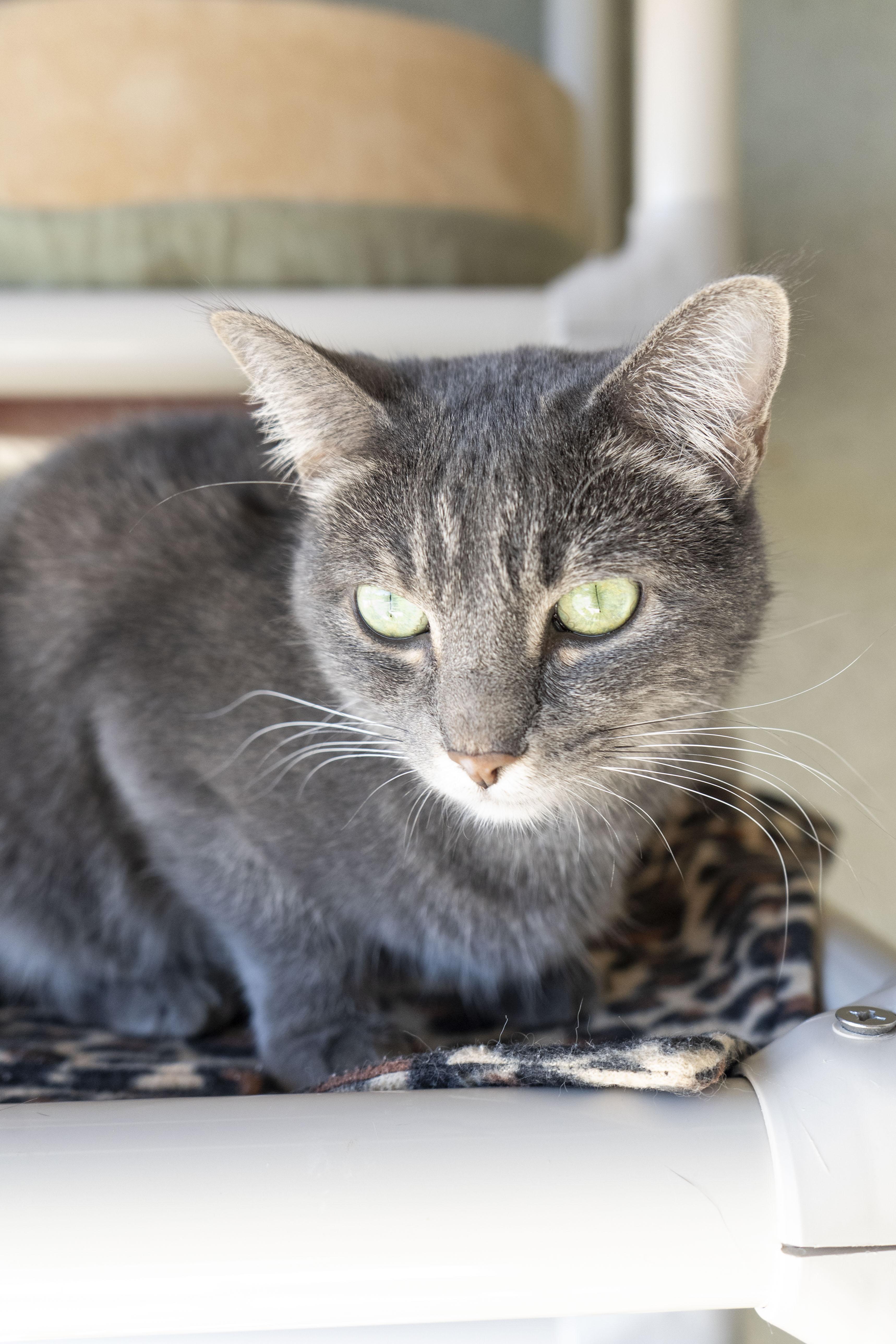 An adult medium-sized male Gray / Blue / Silver Domestic Short Hair cat named Lowtus for adoption in Boise, ID