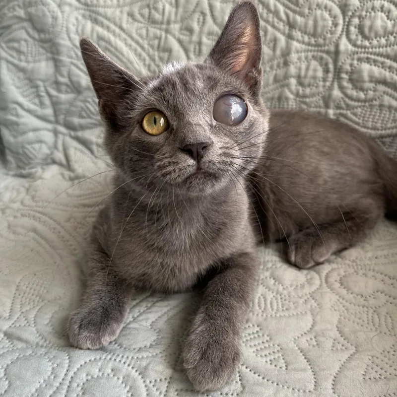 An adult medium-sized male Gray / Blue / Silver Domestic Short Hair cat named Peeper for adoption in Abingdon, MD