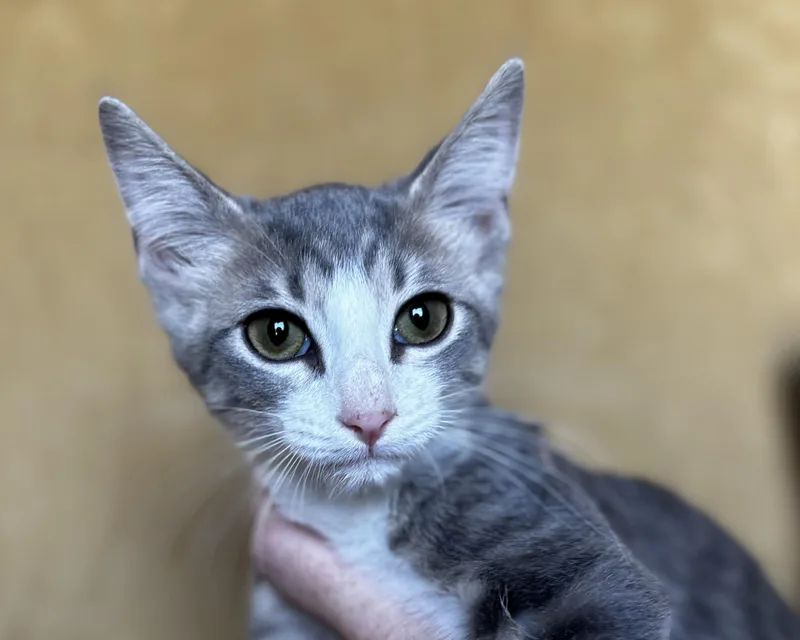 A baby medium-sized male Gray & White Domestic Short Hair cat named Elvis for adoption in Liverpool, TX