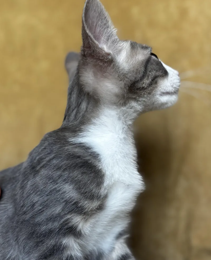 Elvis thumbnail 3