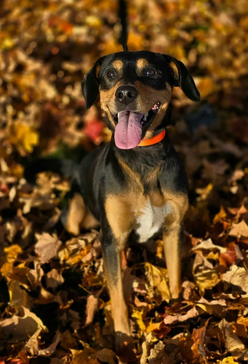 An adult medium-sized male Black Rottweiler dog named Trouble for adoption in Shelby, MI