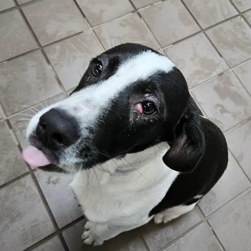 A baby medium-sized male Black Mixed Breed dog named Butch for adoption in New York, NY