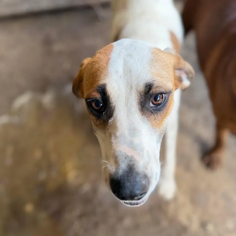 A young medium-sized male Hound dog named Huckleberry for adoption in Frederick, MD
