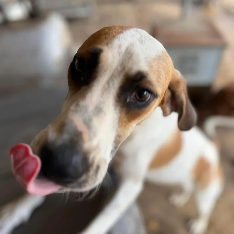 Huckleberry thumbnail 2