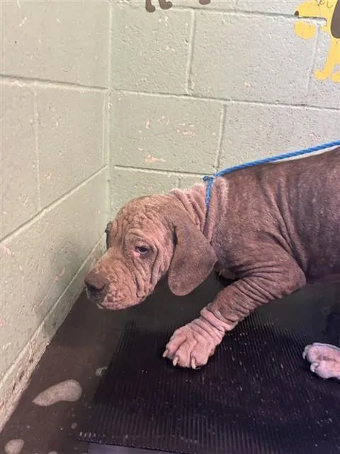 A young small-sized female Pit Bull Terrier dog named Reef for adoption in Sacramento, CA
