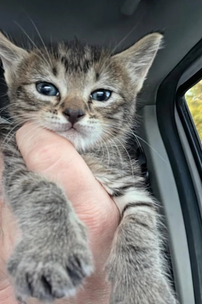 A baby medium-sized female Domestic Short Hair cat named Carol for adoption in Tampa, FL