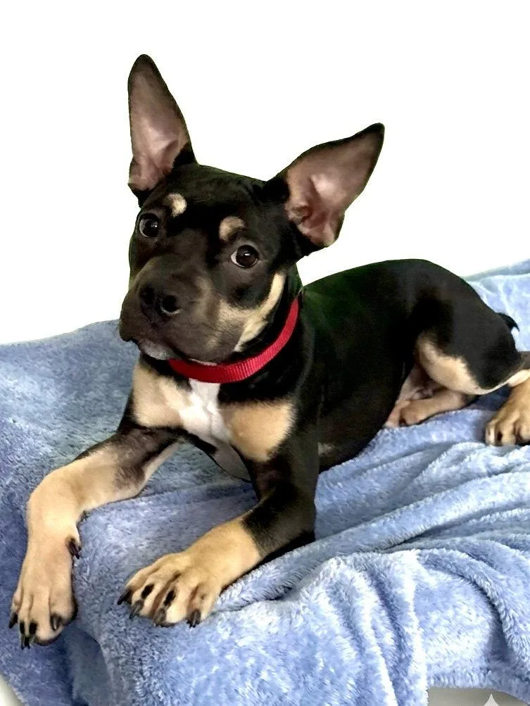 A baby medium-sized male Terrier dog named Maxwell for adoption in Spring Lake, NJ
