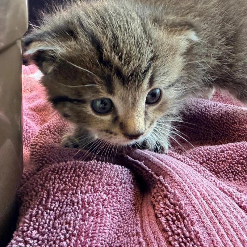 A baby small-sized female Domestic Short Hair cat named Mitzi for adoption in East Smithfield , PA
