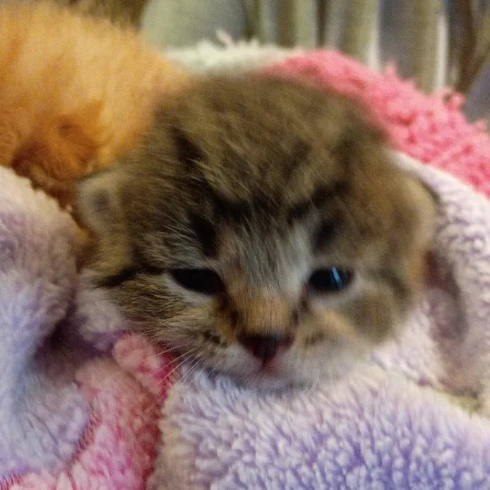 Mitzi thumbnail 2