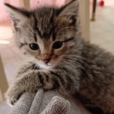 Mitzi thumbnail 5