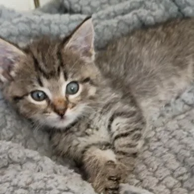 Mitzi thumbnail 6