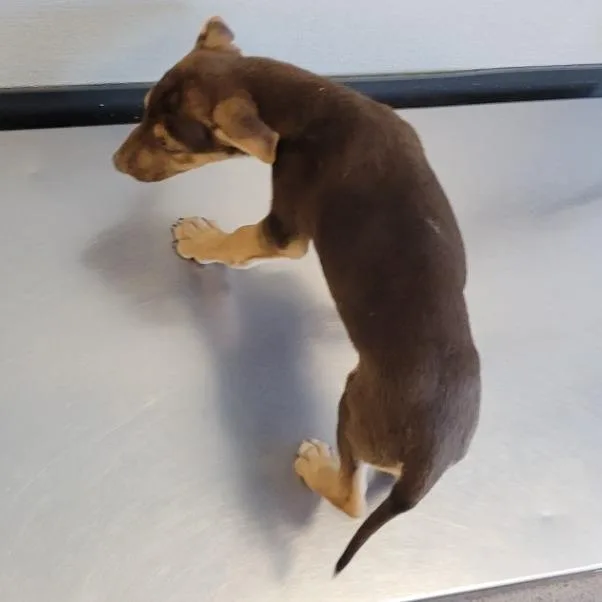 A baby small-sized female Brown / Chocolate Shepherd dog named Cannoli for adoption in Parker, CO