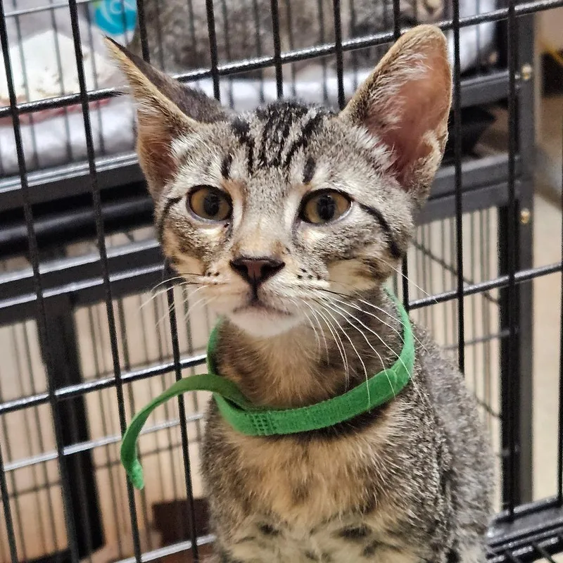 A baby small-sized male Brown / Chocolate Domestic Short Hair cat named Rain for adoption in Austin, TX