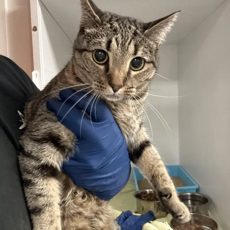 An adult large-sized female Tabby (Brown / Chocolate) Domestic Short Hair cat named Diva for adoption in Columbia, SC